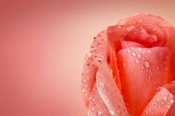 Poster - Beautiful fresh rose flower details