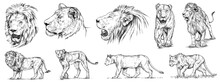 Vintage Engrave Isolated Lion Set Illustration Ink Sketch. Wild Cat Background Leo Art