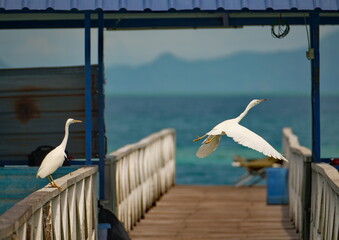 Wall Mural - Malaysia. The east coast of Borneo. A white heron on the deserted pier of the diving center on the reef island of Mabul.