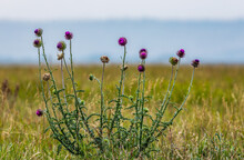 Musk Thistle 
Grant Teton National Park, WY 