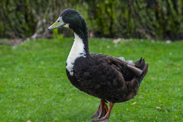 Wall Mural - a pomerania duck on the lawn by the pond