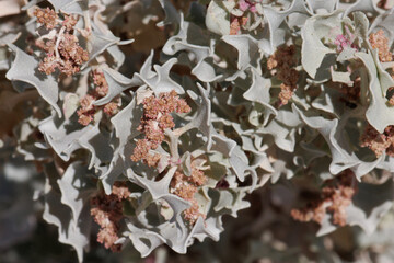 Wall Mural - Red flowering determinate staminate cymose head inflorescences of Atriplex Hymenelytra, Amaranthaceae, native perennial dioecious evergreen shrub in Death Valley, Northern Mojave Desert, Springtime.