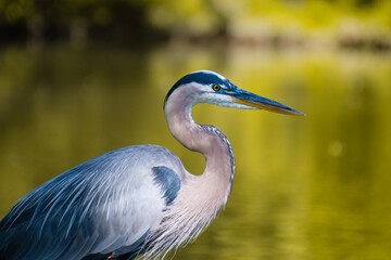 Wall Mural - great blue heron in the pond in the golden evening