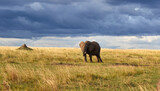 Fototapeta Sawanna - Elephant under dark skies in the Maasai Mara National Reserve, Kenya