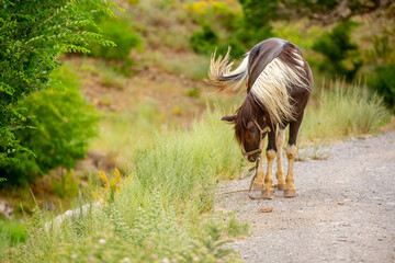 Naklejka na meble The horse is walking along a country road. Livestock concept, with place for text.