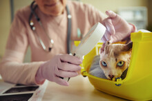 Close Up Of Blue Eyed Cat In Vet Clinic With Veterinarian Examining Ears Using Magnifying Glass, Copy Space