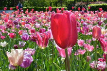 Landscape Orientation Of A Close Up Of A Deep Pink Tulip With A Background Of A Field Of Pink And White Tulips Among Green Grass And Trees