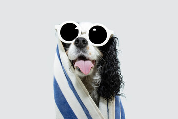 Wall Mural - Portrait puppy dog summer wrapped with a towel and wearing sunglasses. Isolated on white background