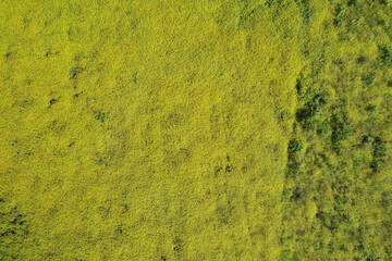 Sticker - Yellow grass landscape