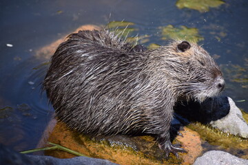 Canvas Print - Nutria