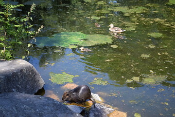 Wall Mural - Enten im Wasser mit Nutria am Ufer