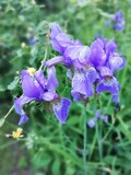 Kwitnący kwiat ogrodowy - fioletowy irys