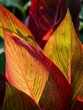 canvas print picture Canna Indica Plant in Sunlight