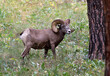 Bighorn Sheep at Flathead Lake
