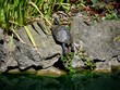 canvas print picture Basking Terrapin  in a Lake