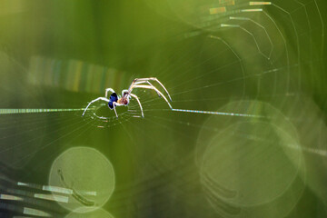 spider on a web