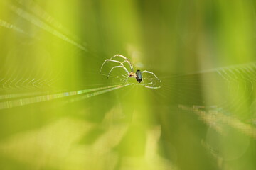 spider on a web