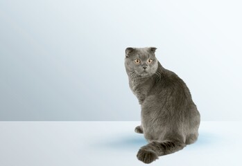 Poster - Cute young cat, pet concept