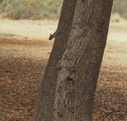 squirrel in the forest