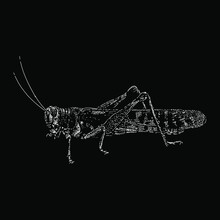 Desert Locust Hand Drawing Vector Illustration Isolated On Black White Background