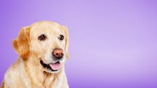 Cute Domestic Dog Happy Smiling, Pet Concept