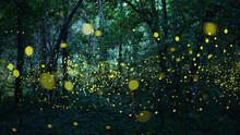 Abstract And Bokeh Light Firefly Flying In The Forest. Fireflies (Lampyridae) Flying In The Bush At Night Time In Thailand.Long Exposure Photo.