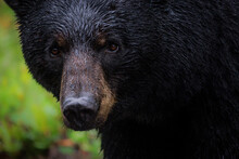 Portrait Of A Black Bear