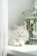 Beautiful White Cat Sleeping On Windowsill