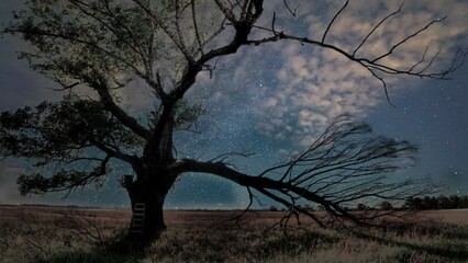 A silhouette tree on the background of the starry sky and galaxy. Time lapse of the moving Milky Way.