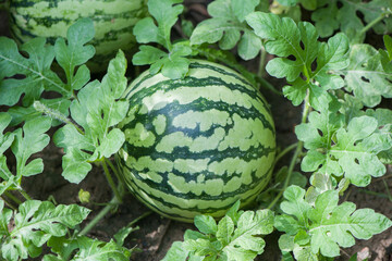 Wall Mural - ripe watermelon on the field