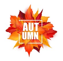 Realistic Autumnal Leaves, Autumn Season Leaf Fall Background, Vector Banner. Autumnal Leaves For Sale Season Or Thanksgiving Holiday Of Red Maple And Birch Leaves Frame For Promotion Poster Or Card
