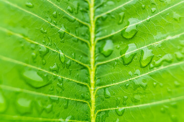 Macro closeup of Beautiful fresh green leaf with drop of water in morning sunlight nature background.