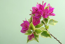 The Beauty Of The Bougainvillea Flowers In Full Bloom. This Flower Has The Scientific Name Bougainvillea Spectabilis. 