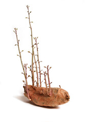 Wall Mural - Old Sweet Potato Beginning to grow vines isolated on White Background