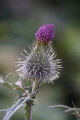 Poster - thistle in bloom