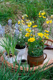 Fototapeta Tulipany - Yellow flowers in ceramic pot.