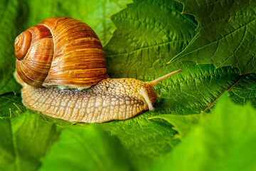 Grape snail on green and juicy grape leaves