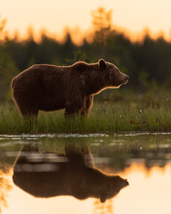 Wall Mural - brown bear in the bog next to the water after sunset