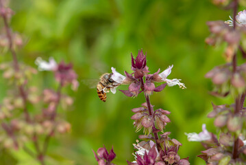 Canvas Print - The bee is collecting nectar from flowers.