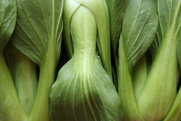 Wall Mural - Photography of three Shanghai bok choy for food illustration