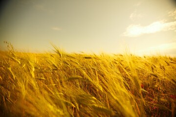 Poster - agricultural field with wheat sprouts, spring landscape on cloudy day.