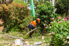 Worker Dragging Tree Branch Through Garden To Be Turned To Mulch