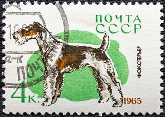 Wall Mural - USSR - CIRCA 1965: a postage stamp, printed in USSR, shows a Fox Terrier dog, series Hunting and Service Dogs, circa 1965