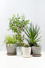 Wall Mural - Several indoor plants standing on white table.