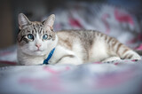 Fototapeta  - cat on a bed