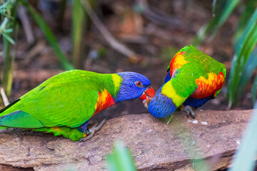 Wall Mural - A couple of rainbow lorikeets eating food. Australian parrots. 