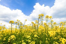 Field Of Colza Rapeseed Yellow Flowers And Blue Sky,  Agriculture Concept