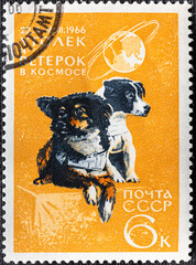 Wall Mural - USSR - CIRCA 1966: a stamp, printed in the USSR, shows two dogs with the inscription Ugolek and Weterok in space, series Space Achievments , cirsa 1966