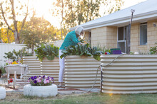 Raised Garden Beds In Suburban Backyard With Lady Tending Garden