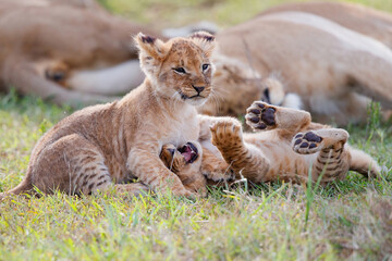 Wall Mural - Lion cubs running and playing in the Masai Mara Game Reserve in Kenya